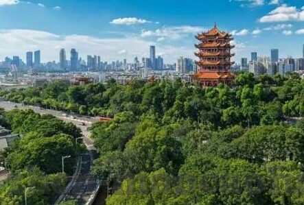 森林舞会无限金币53-森林舞会，一场关于自然与文化的无限探索
